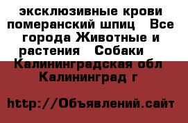эксклюзивные крови-померанский шпиц - Все города Животные и растения » Собаки   . Калининградская обл.,Калининград г.